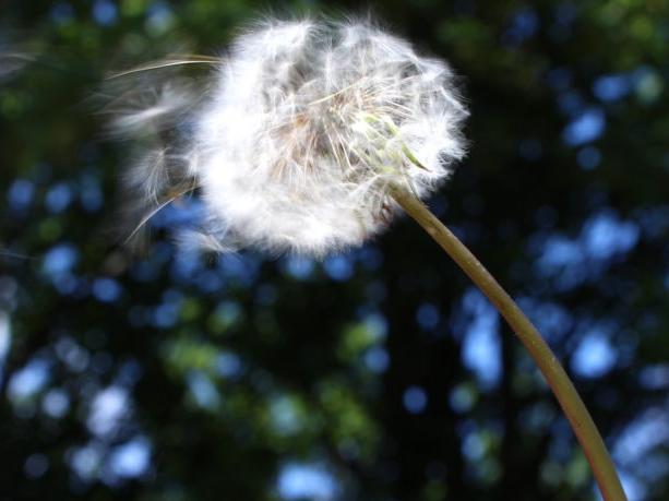 a dandelion blowing in the wind