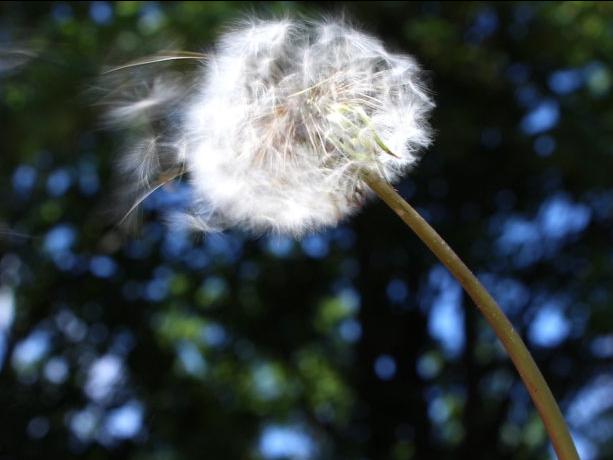 a dandelion blowing in the wind